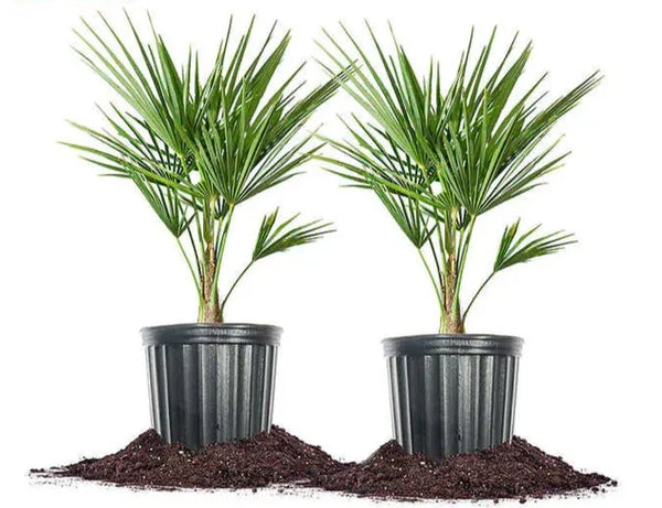 Windmill Palm Tree, 2-pack