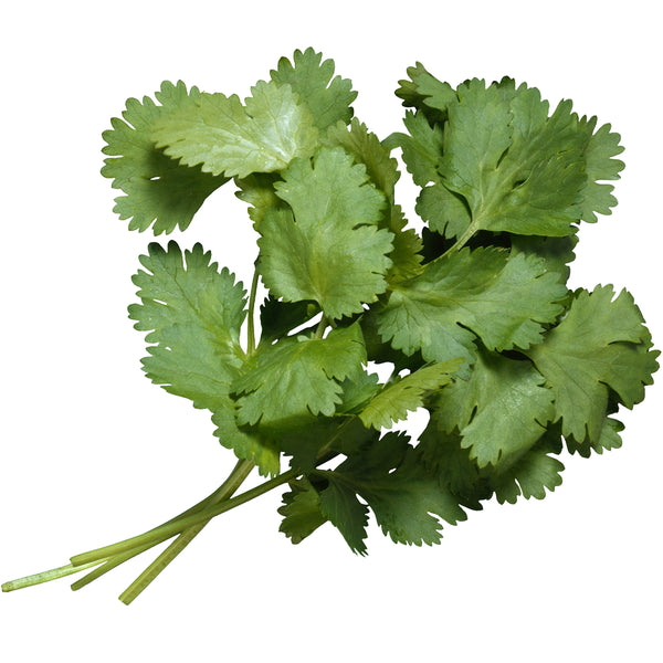 Cilantro, 1 lb