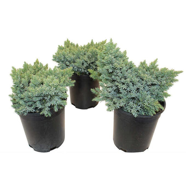 Juniper Blue Star, 3-pack