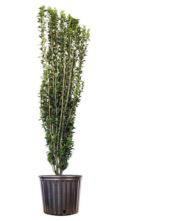 Ilex Sky Pencil Plant 2-pack