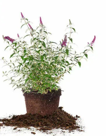 1 Gal. Butterfly Bush, 4-pack